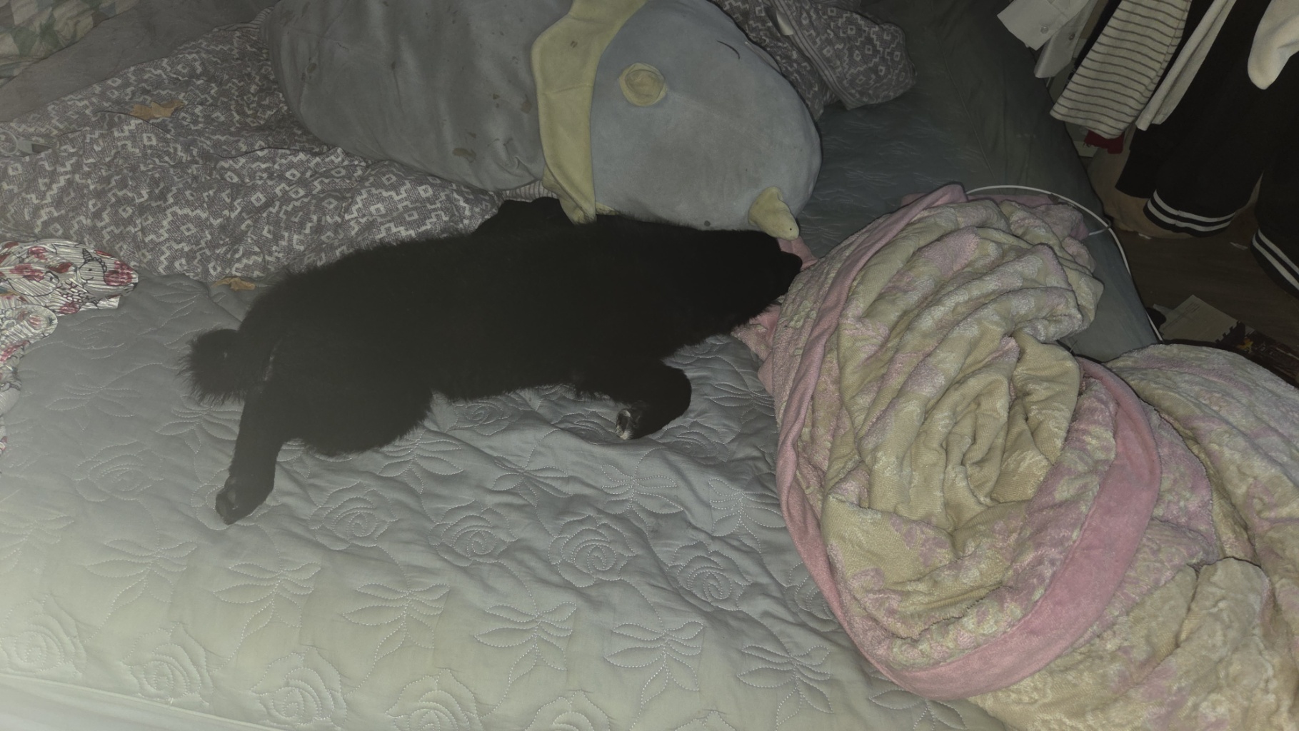 circleImage