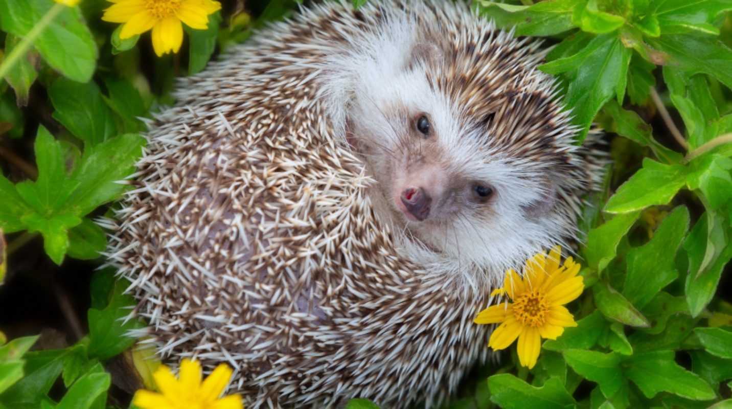 circleImage