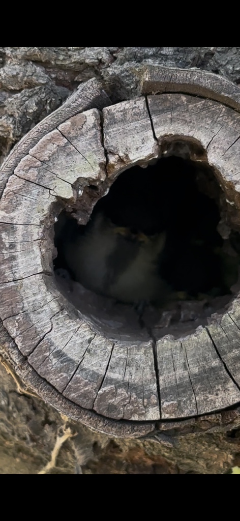 circleImage