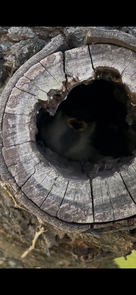 circleImage