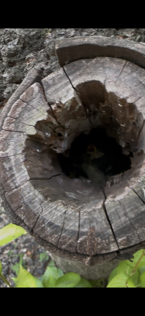 circleImage